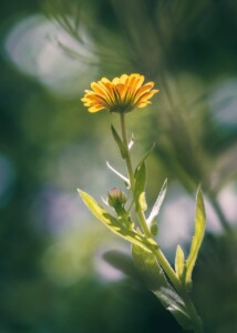 marigold, nature, flower, blossom, bloom, yellow, plant, summer, flower background, medicinal plant, sunshine, flower wallpaper, beautiful flowers, garden, asteraceae, calendula officinalis, iphone wallpaper