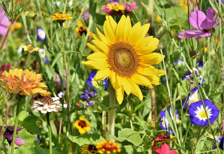sunflower, flowers, flower bed, beautiful flowers, flower background, flower meadow, petals, flower wallpaper, bloom, bright, wild flowers, wildflowers, garden flowers, colorful, plant, meadow, nature, flora, garden