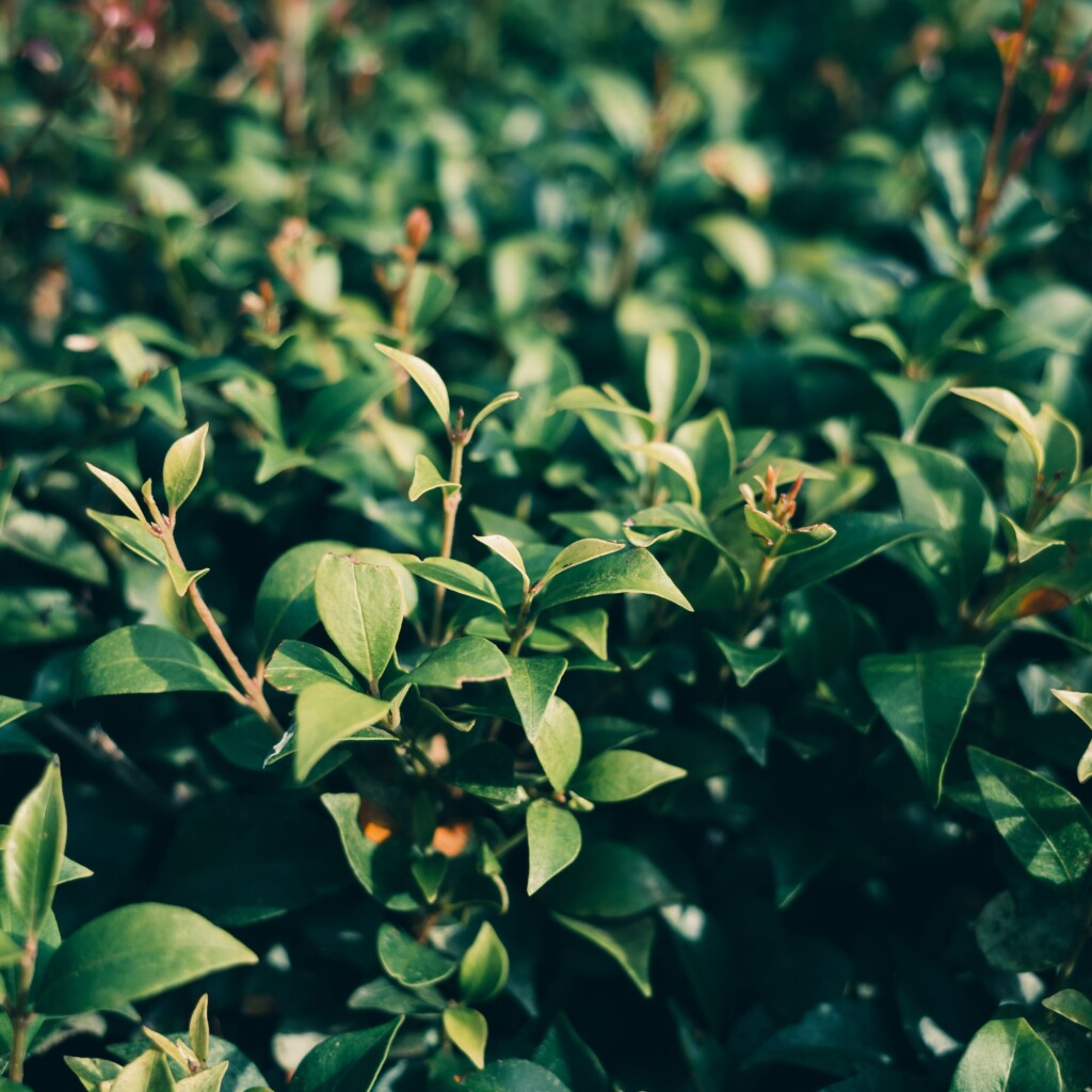 Close-up view of lush green leaves with natural sunlight highlighting their texture and color.