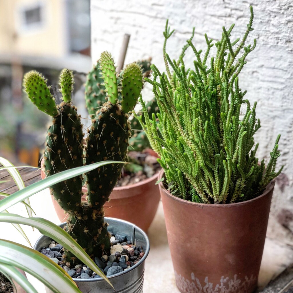 Close-up of diverse succulents and cacti in clay pots, perfect for indoor gardening.