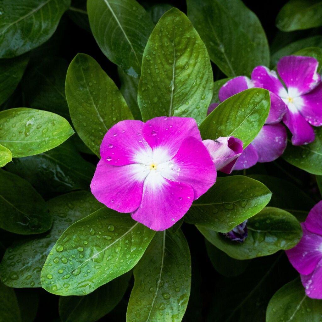 Close-up of a vibrant pink periwinkle flower with dewdrops in Monterrey, Mexico.