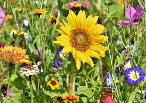 sunflower, flowers, flower bed, beautiful flowers, flower background, flower meadow, petals, flower wallpaper, bloom, bright, wild flowers, wildflowers, garden flowers, colorful, plant, meadow, nature, flora, garden